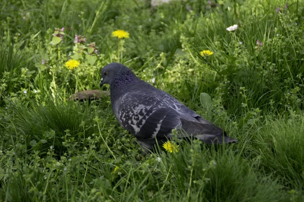 Taube Läuft Durch Das Gras Auf Der Suche Nach Futter — Stockfoto