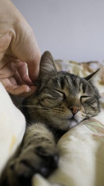 Yatakta yatan bir tekir kedi okşayarak kadın el 