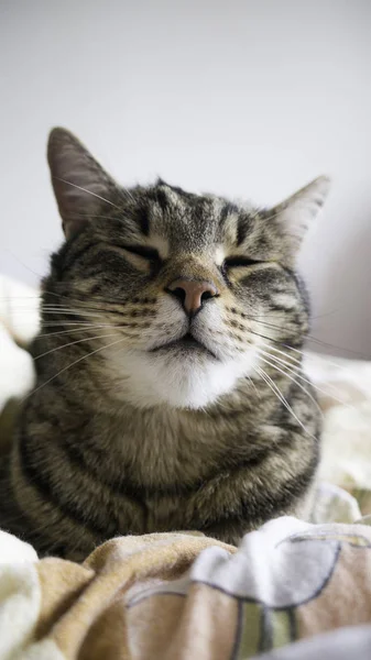 침대에서 자고있는 고양이의 재미있는 초상화 — 스톡 사진