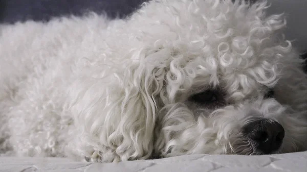 Närbild Bichon Frise Hund Sängen — Stockfoto