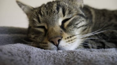 Gri bir kedi uyku yakın çekim başkanı 