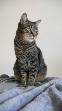 Beyaz arka plan ile gri bir battaniye üzerinde oturan Tabby kedi