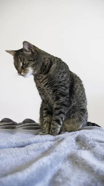 Ριγέ Γάτα Κάθεται Μια Γκρίζα Κουβέρτα — Φωτογραφία Αρχείου