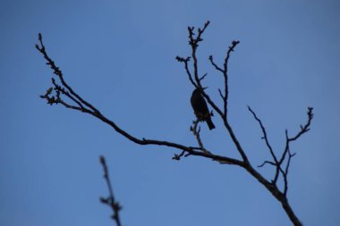 Ceviz bir dalı üzerinde Ortak Sığırcık, Sturnus vulgaris