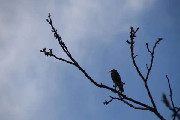 Stare Auf Einem Walnusszweig Sturnus Vulgaris — Stockfoto