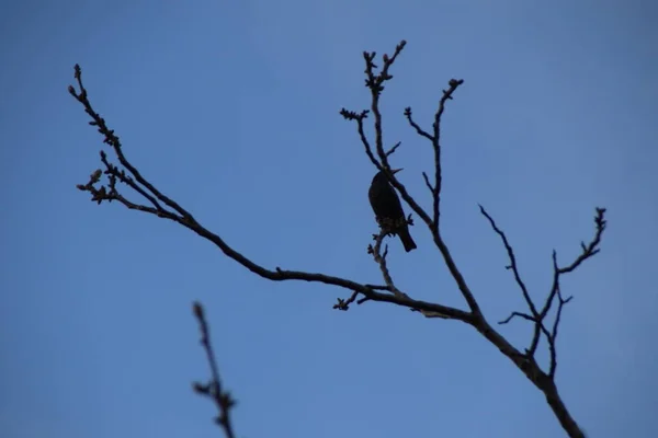 Vanliga Starling Gren Valnöt Sturnus Vulgaris — Stockfoto