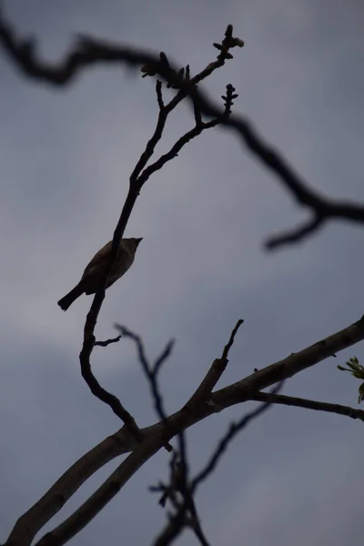 Silhouette Sparrow Branch Walnut Cloudy Day — Stock Photo, Image