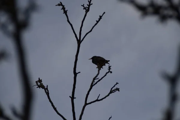 Stare Auf Einem Walnusszweig Sturnus Vulgaris — Stockfoto