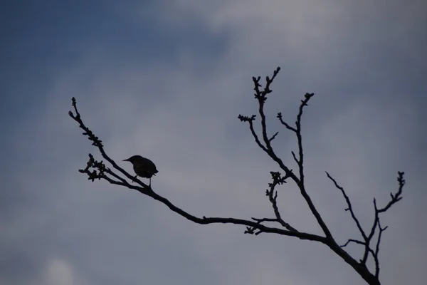 Stare Auf Einem Walnusszweig Sturnus Vulgaris — Stockfoto