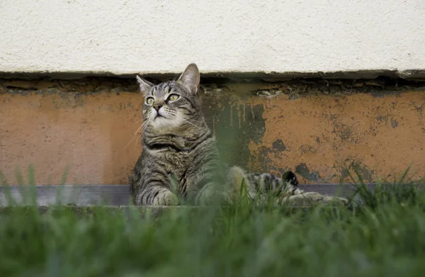 Gato Tigre Doméstico Acostado Jardín —  Fotos de Stock