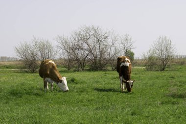 Yeşil bir çayırda otlayan kırmızı-beyaz inekler 
