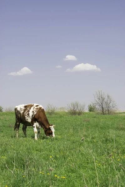 Rood Witte Koe Gradigt Groen Gras Een Veld Zomer — Stockfoto