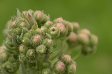 Büyük bir çiçekli houseleek çiçekler