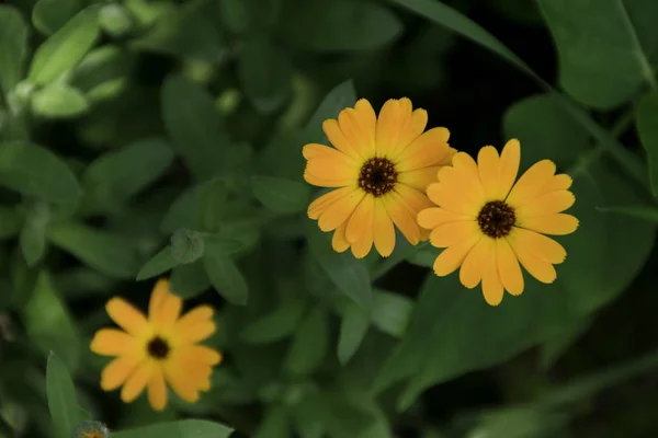 Bellissimo Fiore Calendula Inglese Vista Dall Alto — Foto Stock