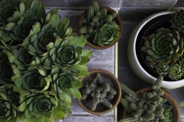 Hermosas Casas Flores Empervivum Cactus Decorativos Macetas — Foto de Stock