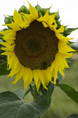 Arı ile sarı ayçiçeği polen toplar.