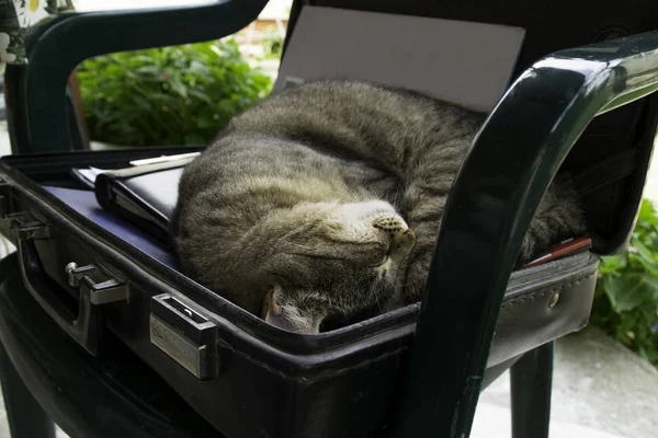 Cat sleeps in open vintage black business briefcase.