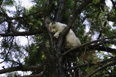 Ağacın dalları arasında uyuyan beyaz kedi