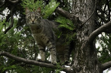 Genç tekir kedi bir ağacın dalında