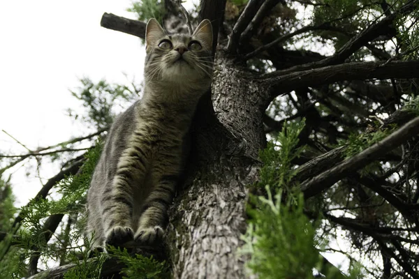 Genç Tekir Kedi Bir Ağacın Dalında Aşağıdan — Stok fotoğraf