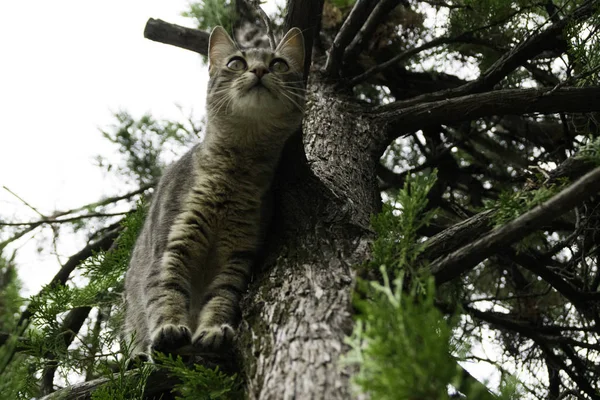 Jonge Tabby Kat Tak Van Een Boom Van Onderen — Stockfoto