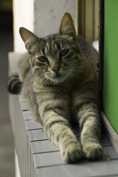 Sällskapsdjur Katt Vila Vid Fönster Yttre Sida — Stockfoto