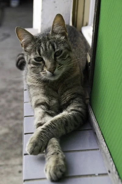 Den Randiga Katten Korsade Tassar Med Ett Fönster Extern Sida — Stockfoto