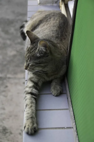 창가에 애완동물 고양이 — 스톡 사진