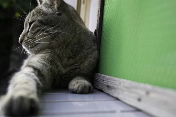 Mascota Gato Descansando Por Una Ventana Lado Externo — Foto de Stock