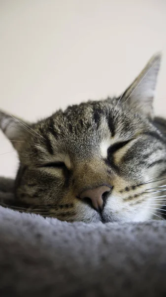 Κοντινό Κομμάτι Μιας Ριγέ Γάτας Που Κοιμάται — Φωτογραφία Αρχείου