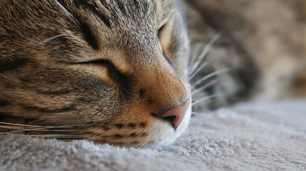 Testa Primo Piano Del Gatto Addormentato Tom — Foto Stock