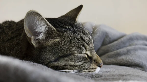 Primo Piano Tom Gatto Addormentato Una Coperta Grigia — Foto Stock