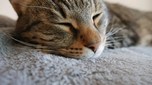 Ritratto Gatto Che Dorme Una Coperta Grigia — Foto Stock