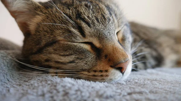 Primo Piano Gatto Tom Che Dorme — Foto Stock