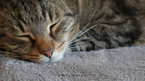 眠っている灰色の猫のクローズアップヘッド — ストック写真
