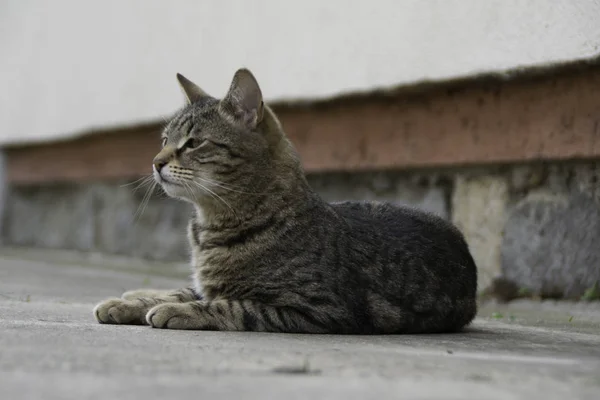 Grijs Gestreepte Kitten Liggend Het Beton — Stockfoto