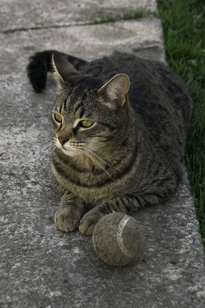 Çizgili Kedi Tenis Topu Ile Çim Yanında Beton Üzerinde Yatan — Stok fotoğraf