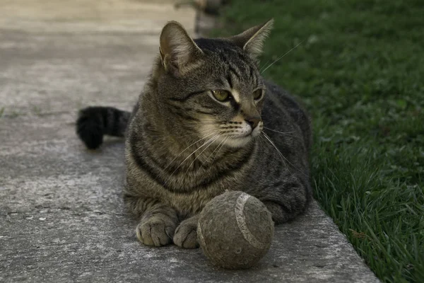 Bahçedeki Tenis Topunun Yanında Yatan Kedi — Stok fotoğraf