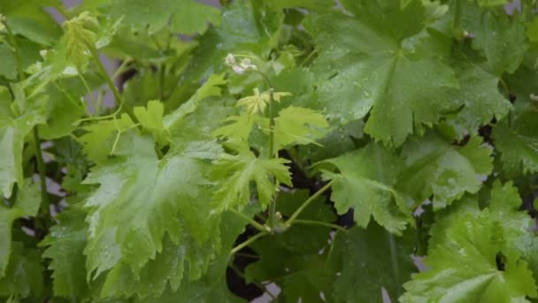 Виноградные Листья Дождем — стоковое видео