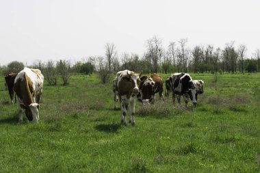 Yeşil bir tarlada otlayan sürüsi