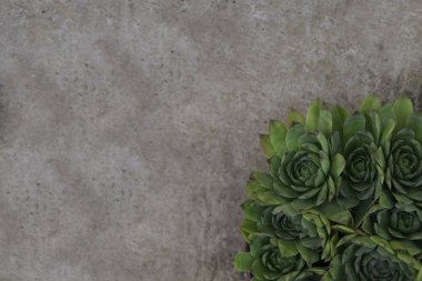 Houseleeks Buket - beton bir arka plan üzerinde empervivum çiçek - yukarıdan görünümü