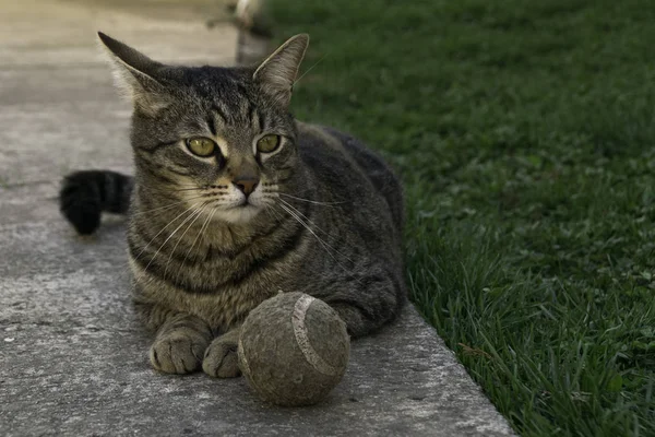 Kočka Tabby Ležící Vedle Tenisového Míče Dvoře — Stock fotografie