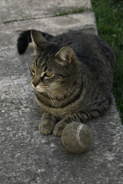Bahçedeki Tenis Topunun Yanında Yatan Kedi — Stok fotoğraf