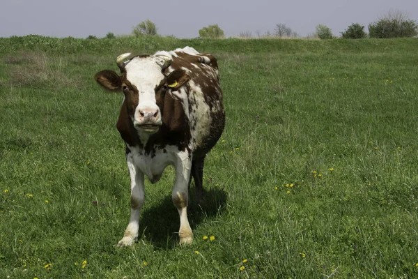 Single red-and-white cow on a green meadow looking right at the camera