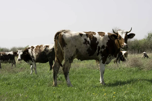 Herd Cows Grazing Green Field — Stock Photo, Image