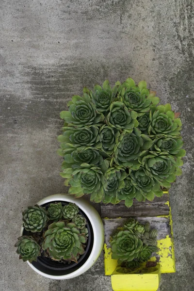 Mooie Houseleeks Empervivum Bloem Decoratieve Cactus Een Bloempot — Stockfoto