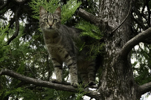 Gato Tabby Ramo Uma Árvore — Fotografia de Stock