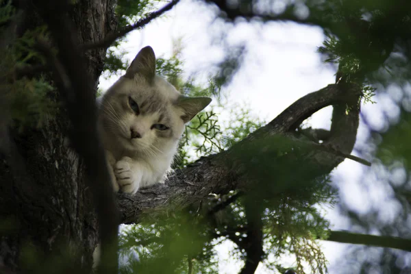 Moody white cat on a tree