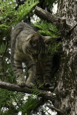 Bir ağacın dalı üzerinde Kedi