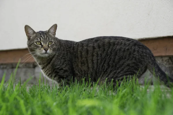정원에서 호랑이 고양이 — 스톡 사진